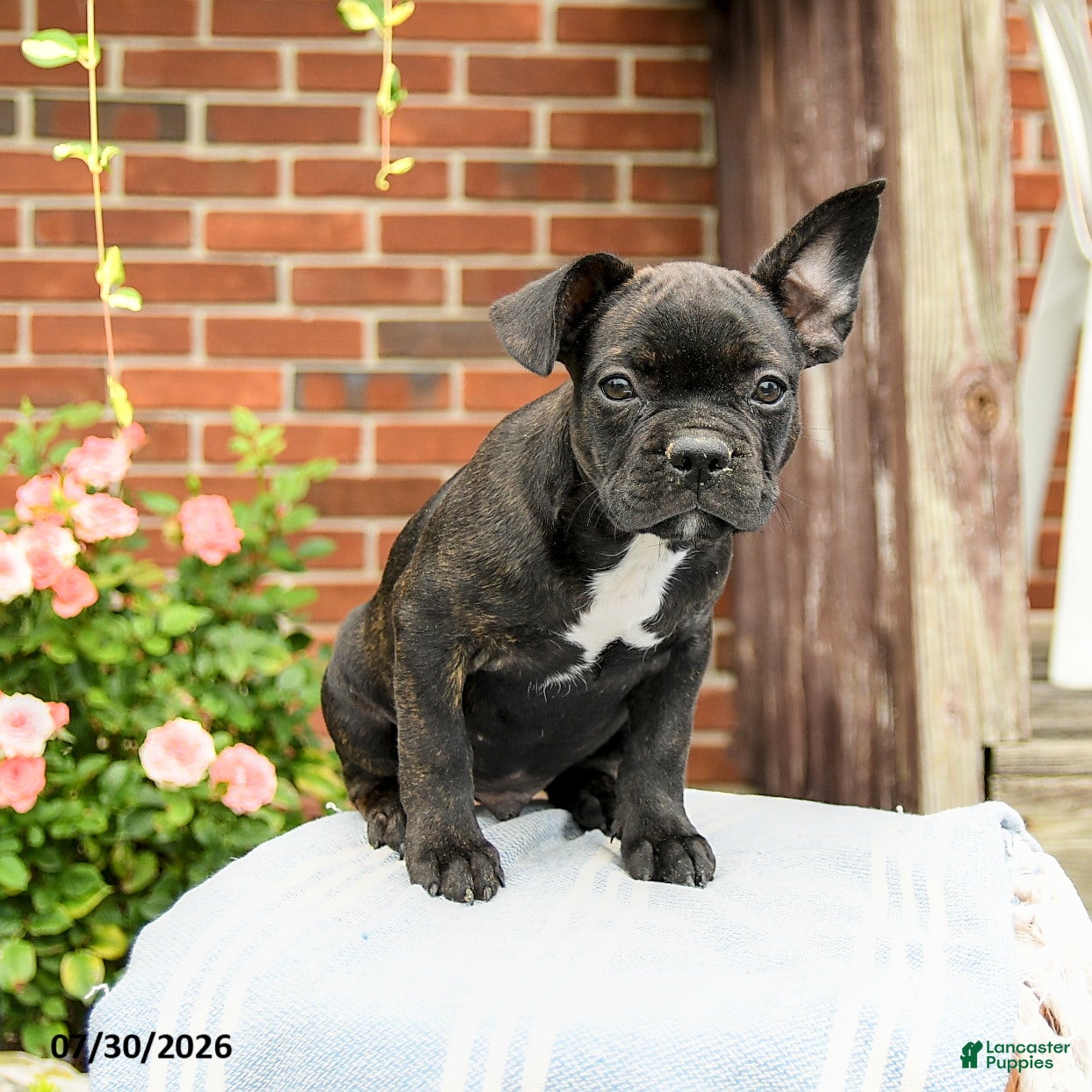 Frenchton dogs Dylan - Ad 1