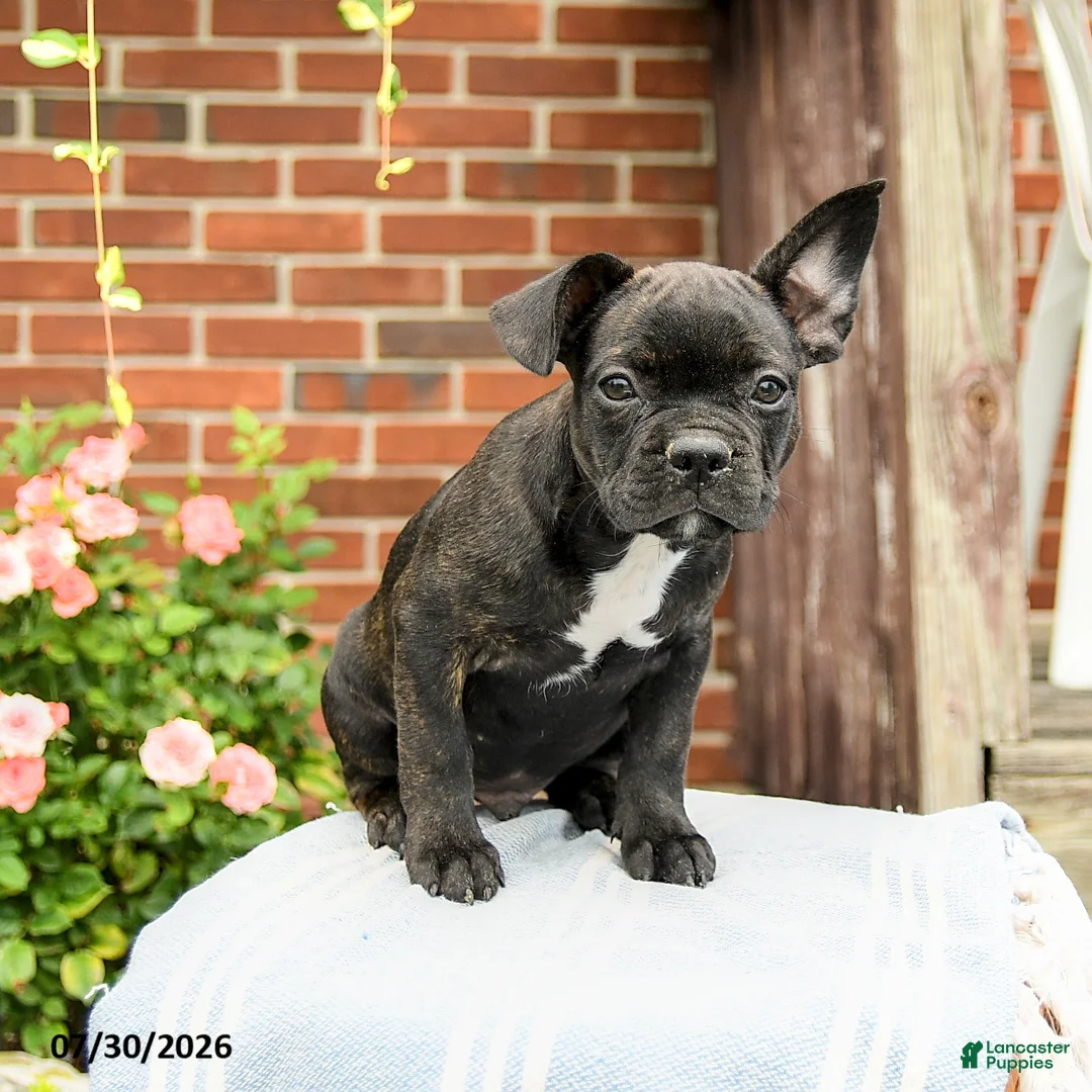 Frenchton dogs for sale: Dylan - Ad 1