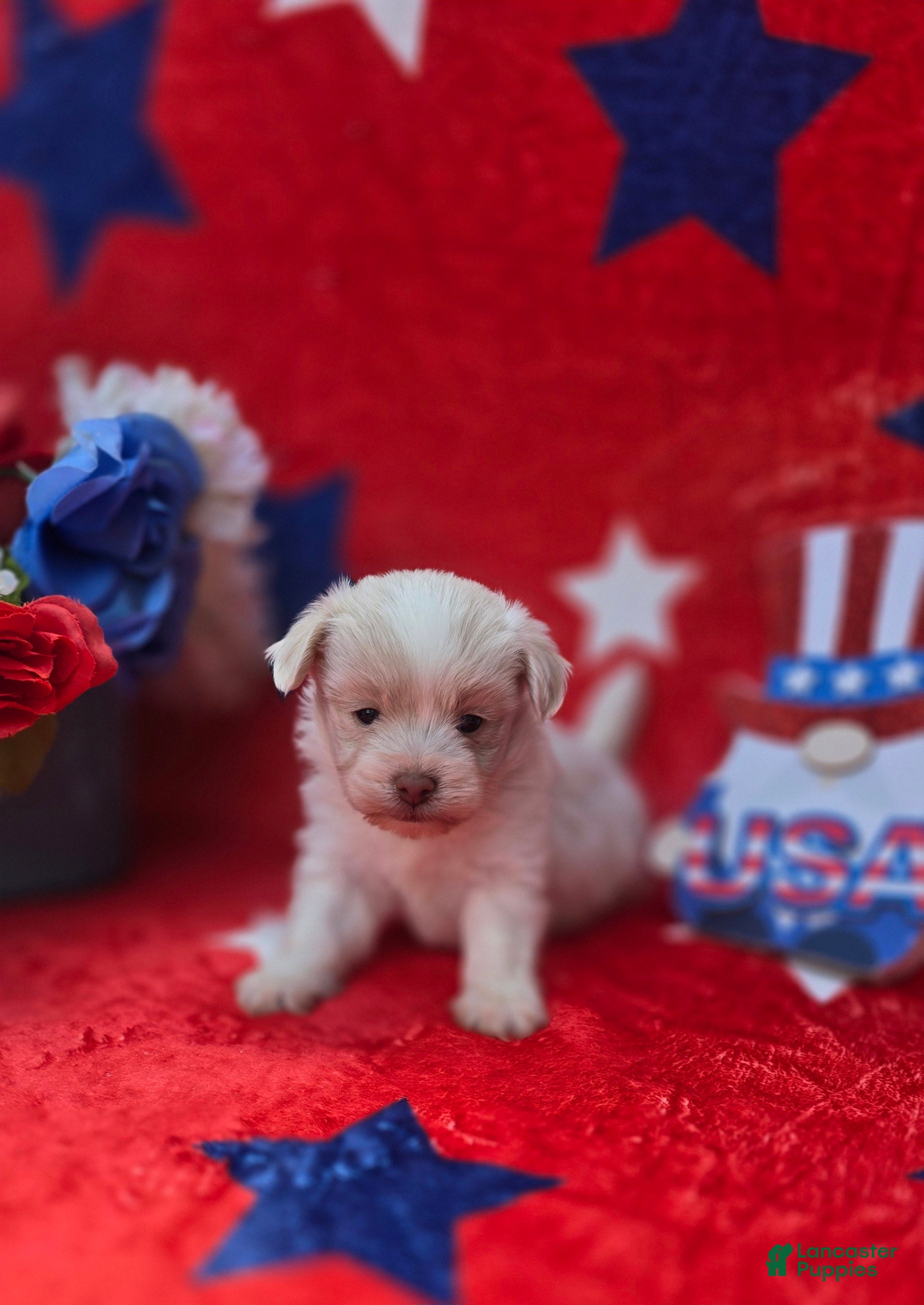 Mixed Breed dogs Linen - Ad 1