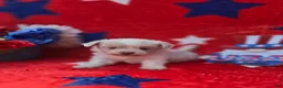Mixed Breed dogs for sale: Linen - Ad 15
