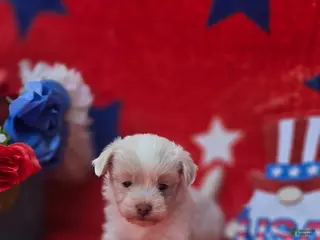 Mixed Breed dogs for sale: Linen - Ad 1