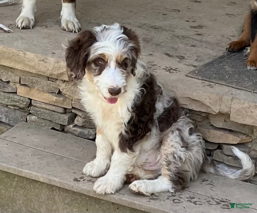 Aussiedoodle dogs Latigo  - Ad 2
