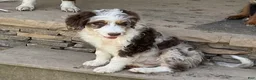 Aussiedoodle dogs for sale: Latigo  - Ad 3