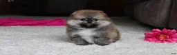 Pomeranian dogs for sale: Teacup Paisley - Ad 8