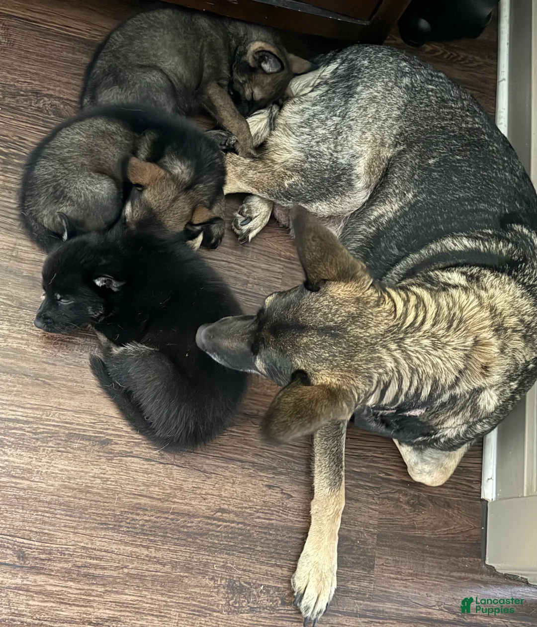 German Shepherd dogs for sale: German Shepherd Puppy 1 - Ad 2