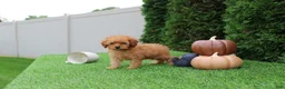 Toy Poodle dogs for sale: Faye - Ad 2