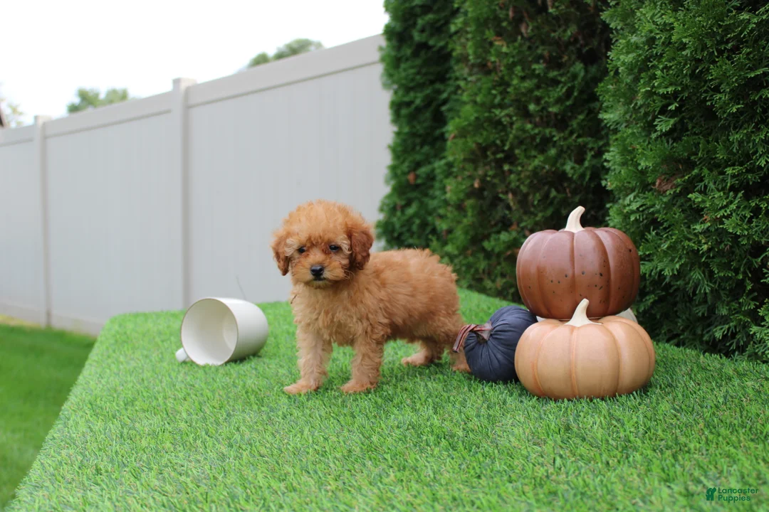 Toy Poodle dogs for sale: Faye - Ad 2