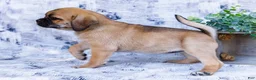 Puggle dogs for sale: Bella - Ad 4