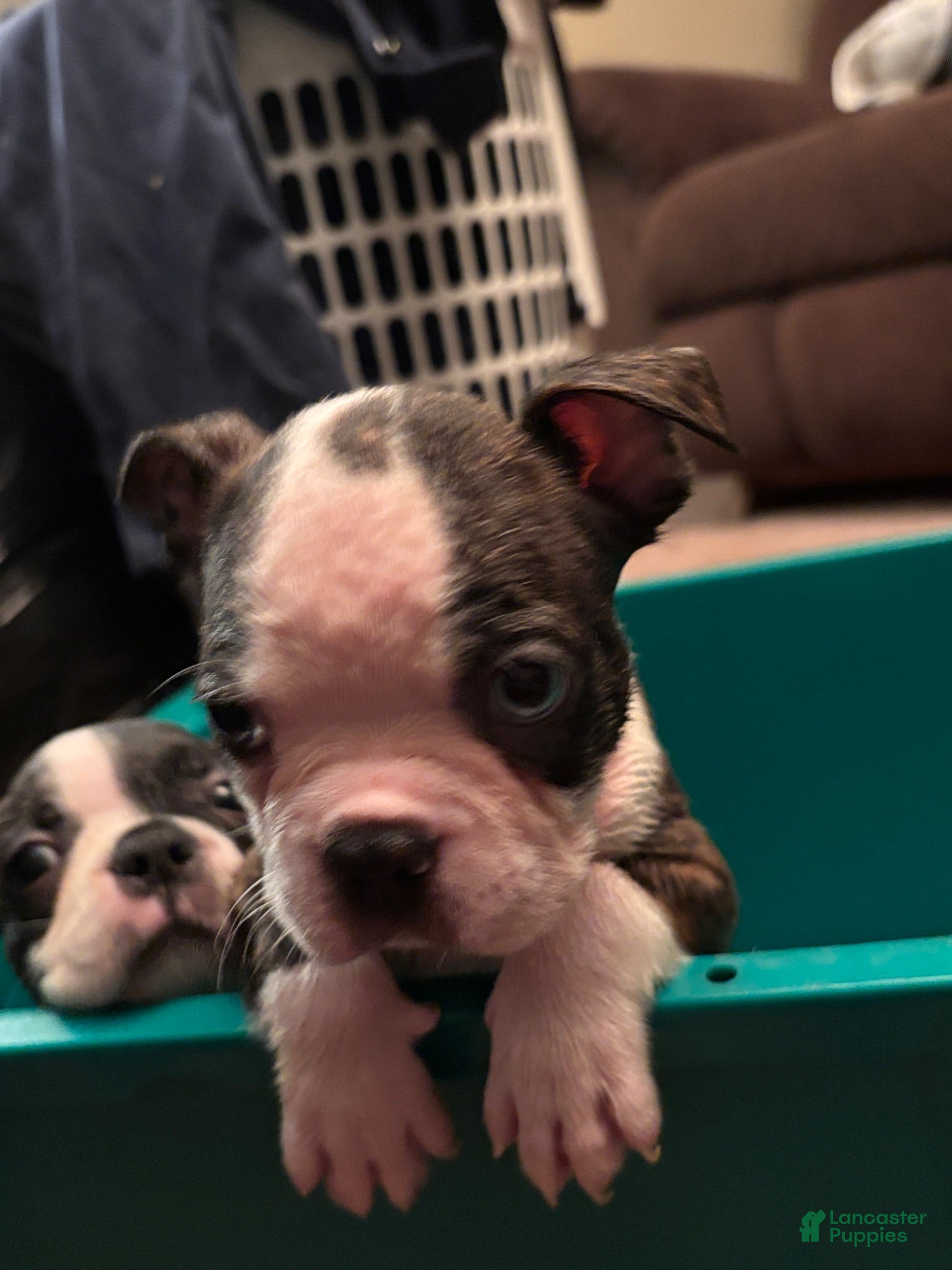 Boston Terrier dogs Boston Terrier 3 - Ad 1