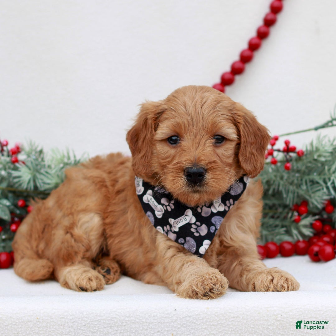 Mini Goldendoodle dogs for sale: Boston  - Ad 2