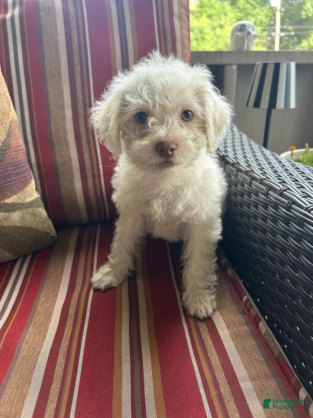 Shihpoo dogs for sale: Nick - Ad 2