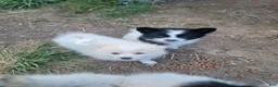 Pomeranian dogs for sale: Arcanine - Ad 12