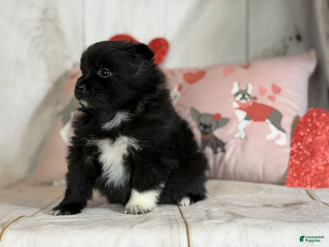 Pomeranian dogs for sale: Bella - Ad 3
