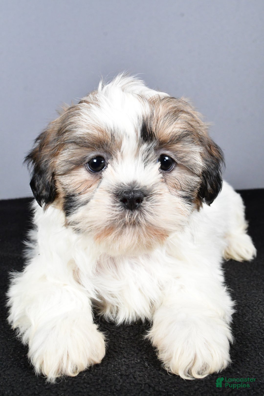 Shih Tzu dogs for sale: Lilly - Ad 2