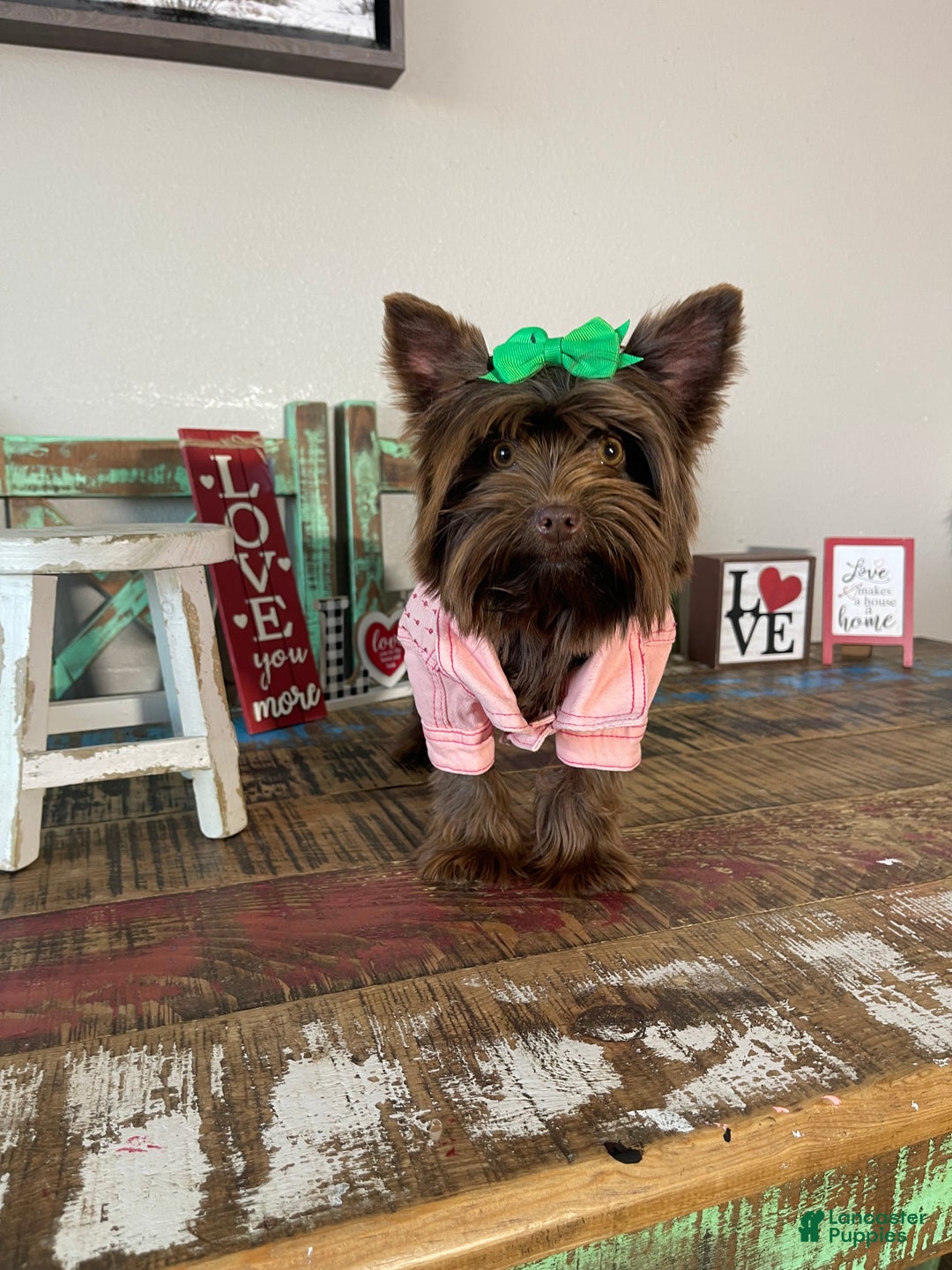 Yorkshire Terrier dogs for sale: Chocolate Coco - Ad 4