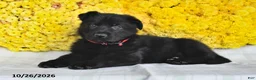 German Shepherd dogs for sale: Orion - Ad 2