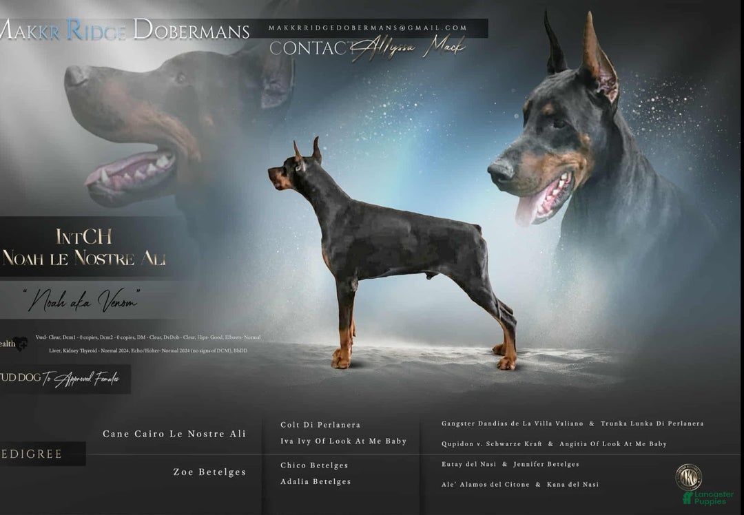 Doberman Pinscher dogs for sale: Gustav  - Ad 2