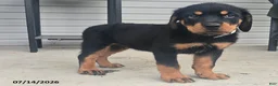 Rottweiler dogs for sale: Bruno - Ad 1