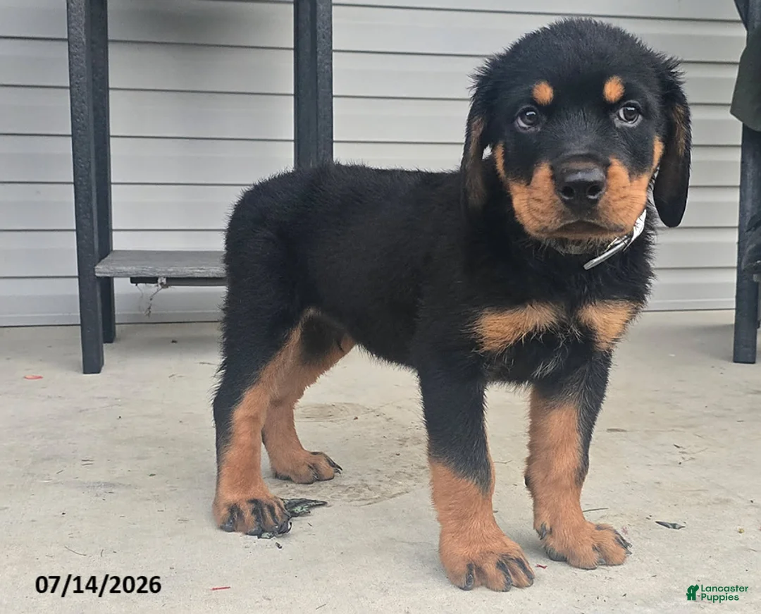 Rottweiler dogs for sale: Bruno - Ad 1