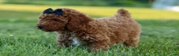 Miniature Poodle dogs for sale:  Thor🐾💙 - Ad 12