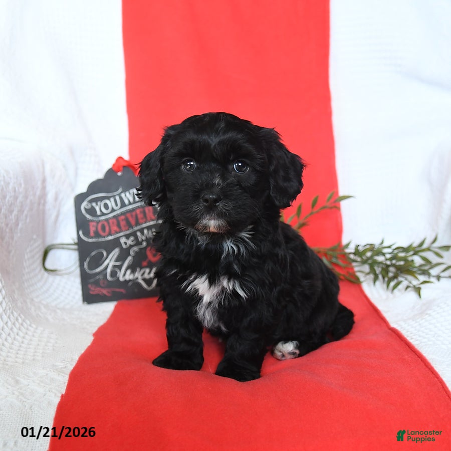 Shihpoo dogs Duncan - Ad 7