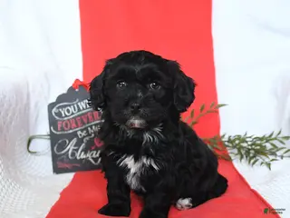 Shihpoo dogs Duncan - Ad 11