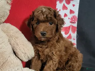 Goldendoodle dogs for sale: Elliot - Ad 4
