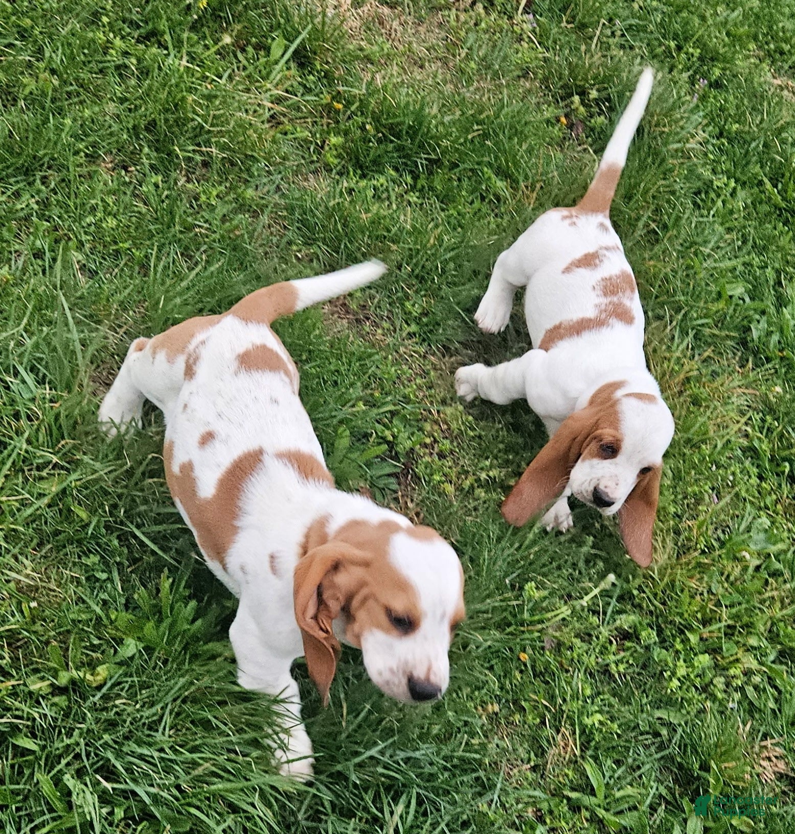 Basset Hound dogs Basset Hound Puppy 2 - Ad 1