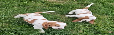 Basset Hound Puppy 2