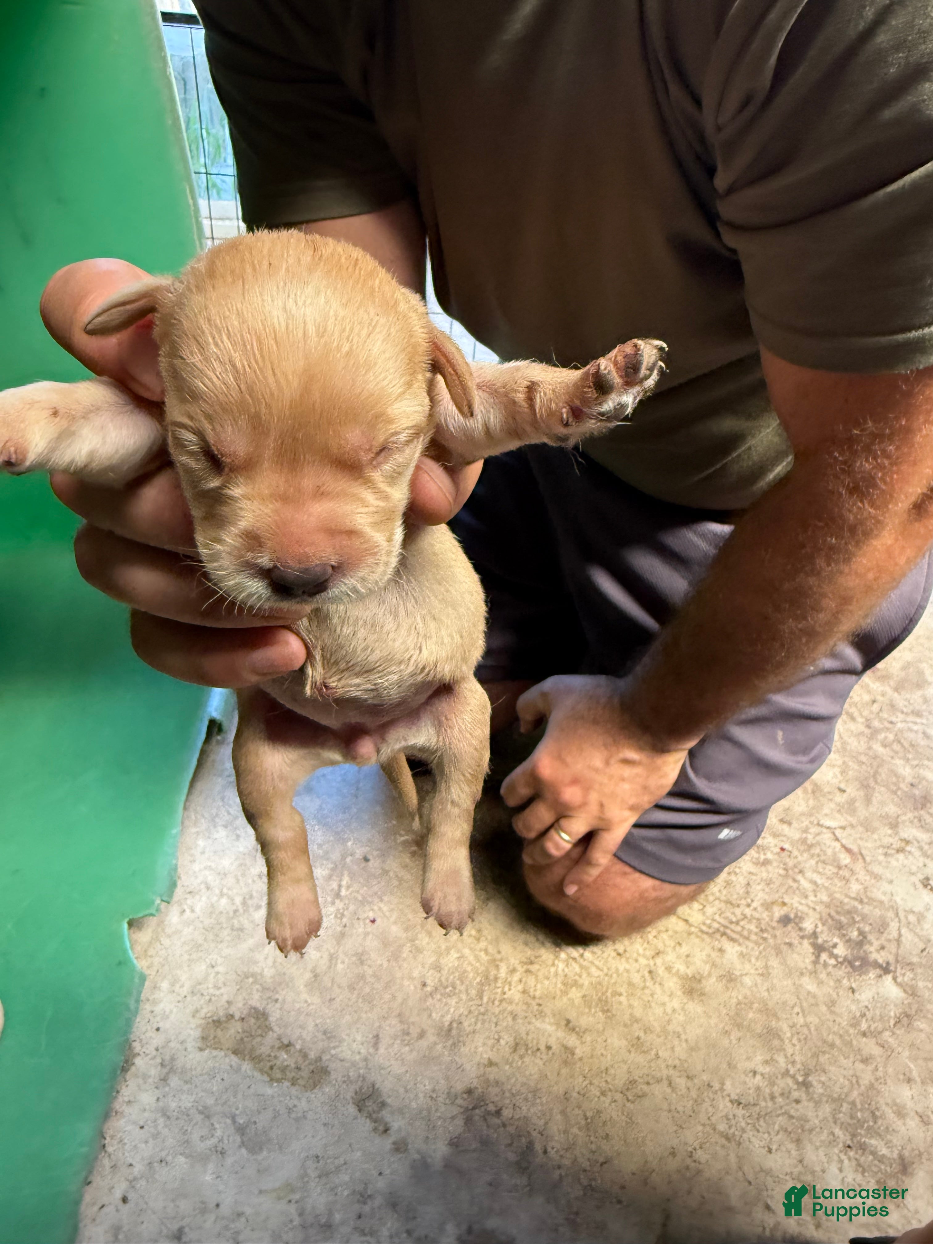Labrador Retriever dogs Labrador Retriever 9 - Ad 7