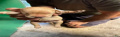 Labrador Retriever 9