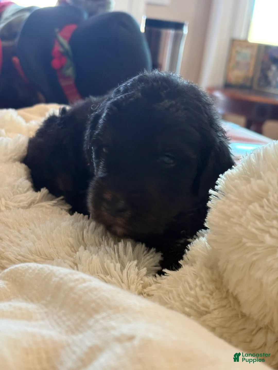 Mixed Breed dogs for sale: female # 4 English Shepherd Doodle  - Ad 7