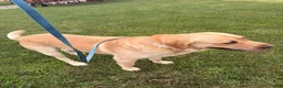 Labrador Retriever dogs for sale: Robbie - Ad 3