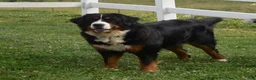 Bernedoodle dogs for sale: Ms. Holly - Ad 7