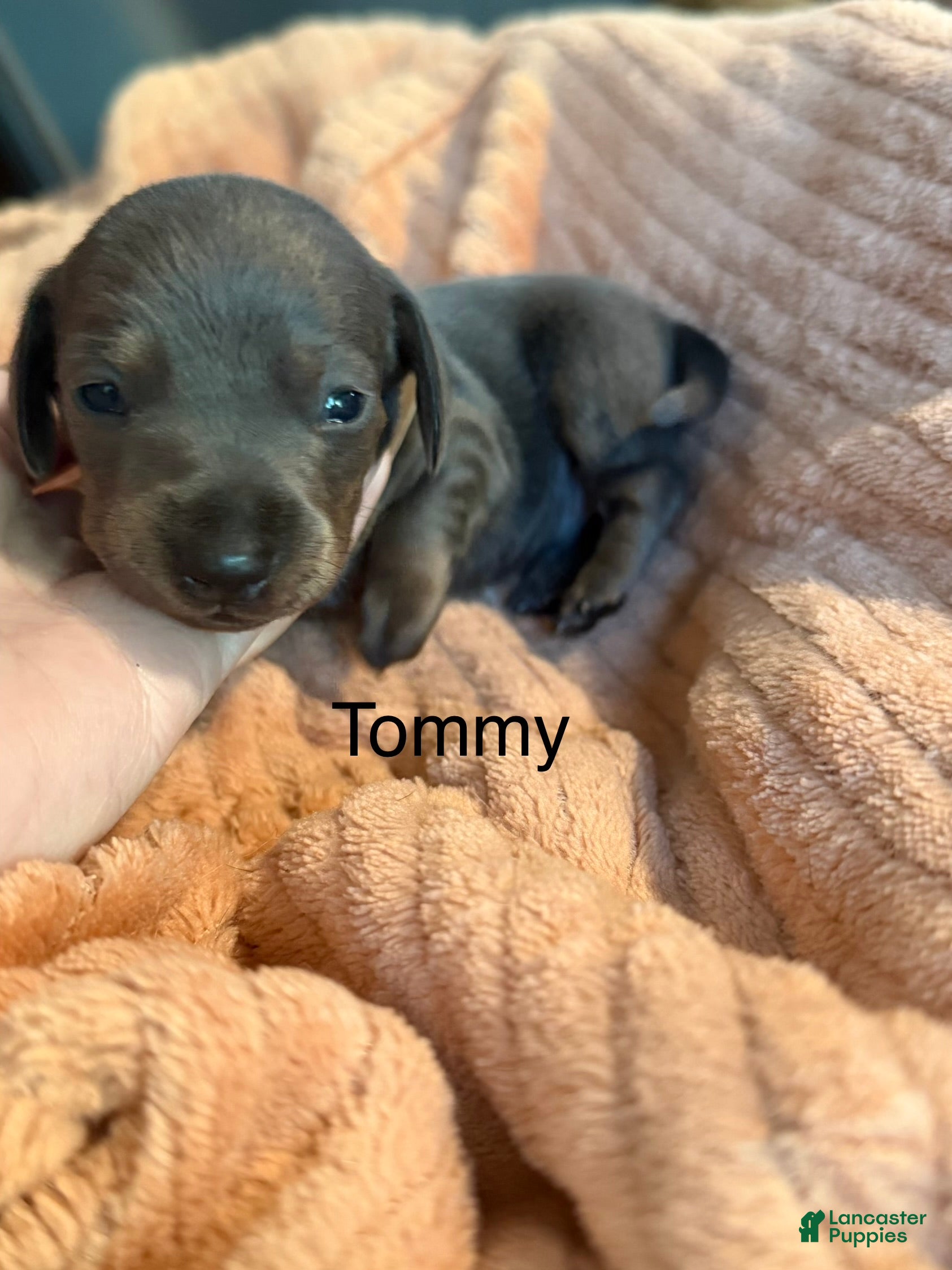 Miniature Dachshund dogs Miniature Dachshund Puppy 3 - Ad 30