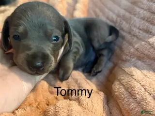 Miniature Dachshund dogs Miniature Dachshund Puppy 3 - Ad 30