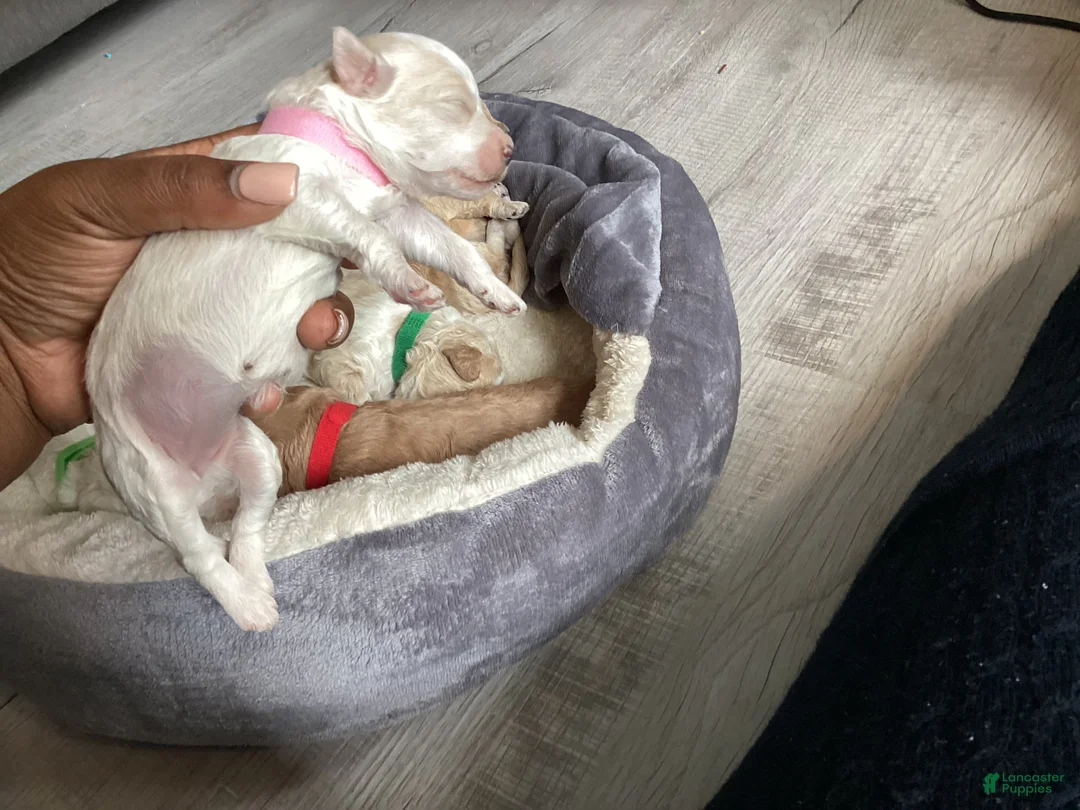 Mixed Breed dogs for sale: Mist - Ad 1