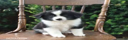 Mixed Breed dogs for sale: Darling - Ad 4