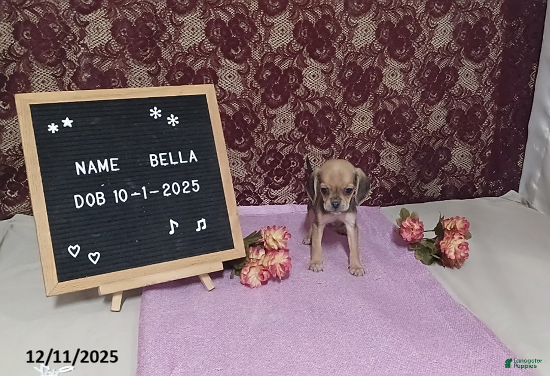 Puggle dogs for sale: Bella - Ad 1