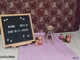 Puggle dogs Bella - Ad 2