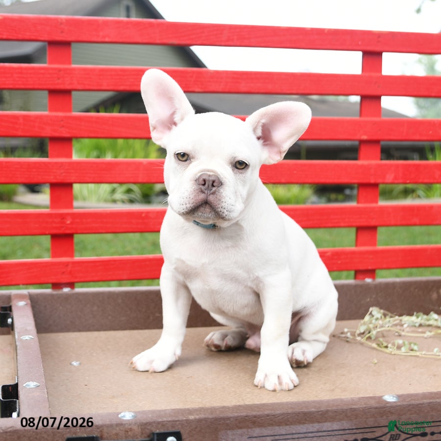French Bulldog dogs Lumiere - Ad 2