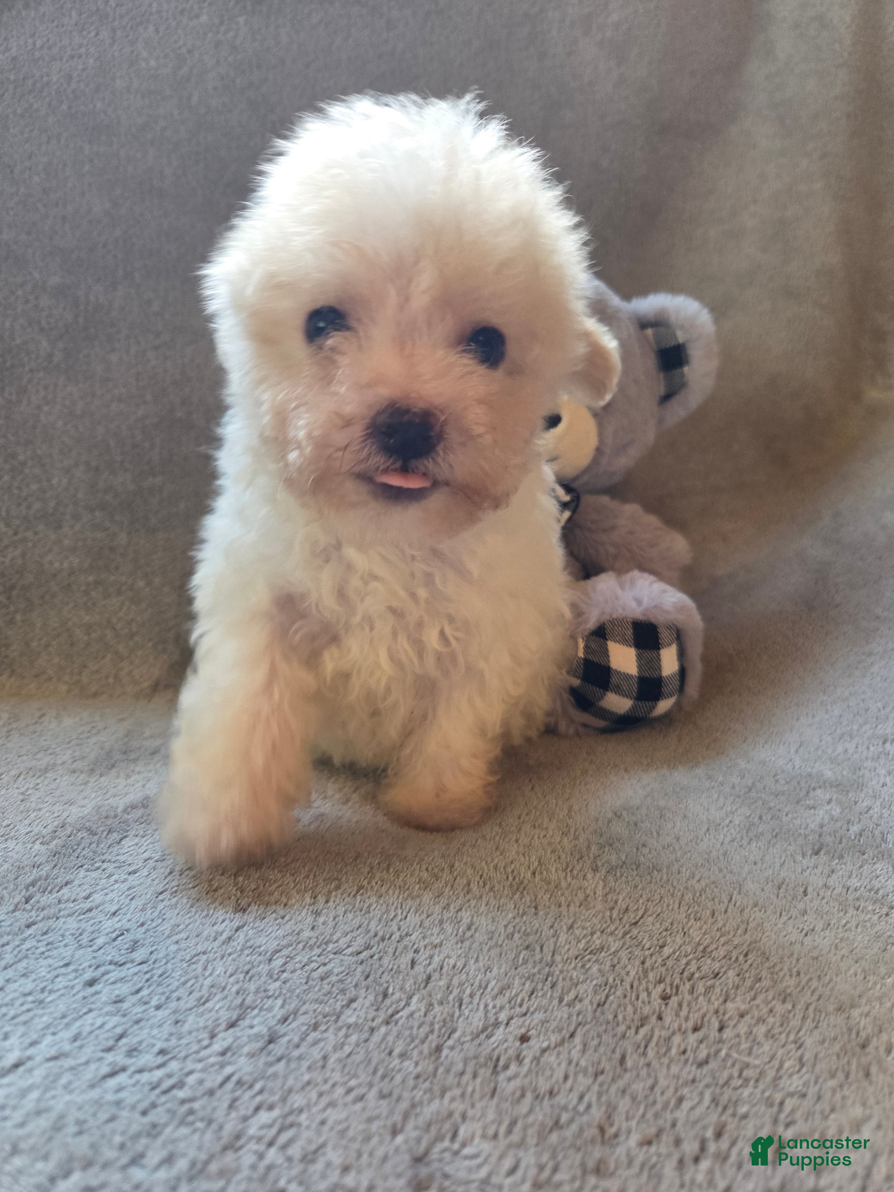 Maltipoo dogs Logan - Ad 2