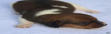 Shaded Red Piebald Female 