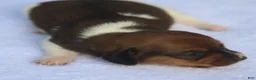 Dachshund dogs for sale: Shaded Red Piebald Female  - Ad 1