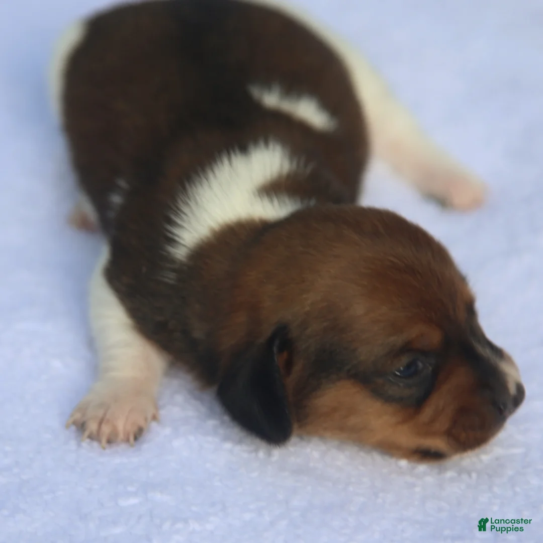 Dachshund dogs for sale: Shaded Red Piebald Female  - Ad 1