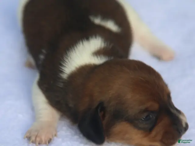Dachshund dogs for sale: Shaded Red Piebald Female - Ad 1