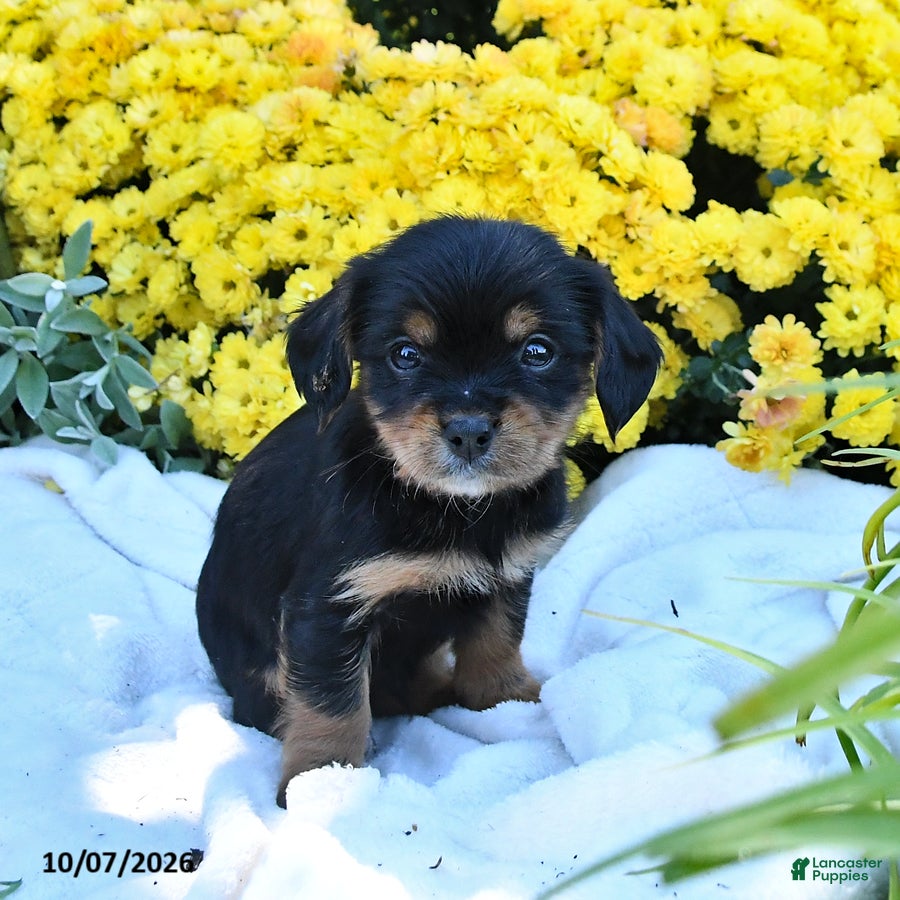Mixed Breed dogs Cooper - Ad 1