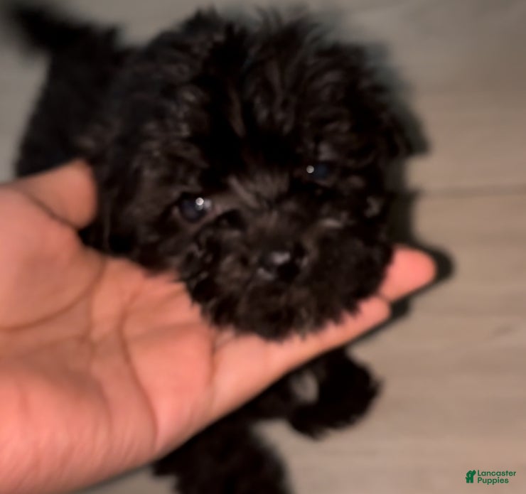 Maltipoo dogs Maltipoo Puppy 5 - Ad 1