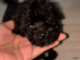 Maltipoo dogs Maltipoo Puppy 5 - Ad 1