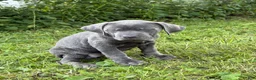 Cane Corso dogs for sale: Cane Corso 4 - Ad 7